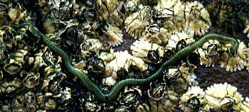 Green Worm (Eulalia viridis)
